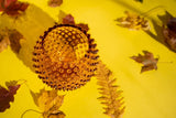 Amber Hobnail Vase - KLIMCHI